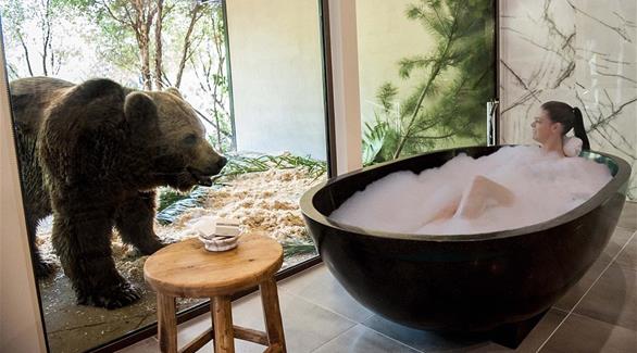 صورة المقالة