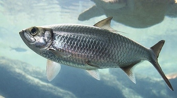 صورة المقالة