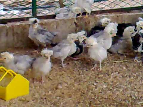 صورة المقالة