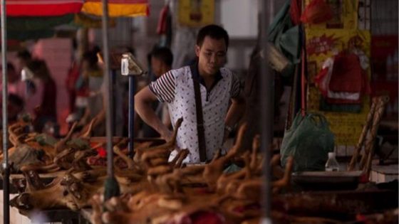 لمنع انتشار «كورونا» مجدداً.. أول مدينة صينية تقرر منع أكل القطط والكلاب