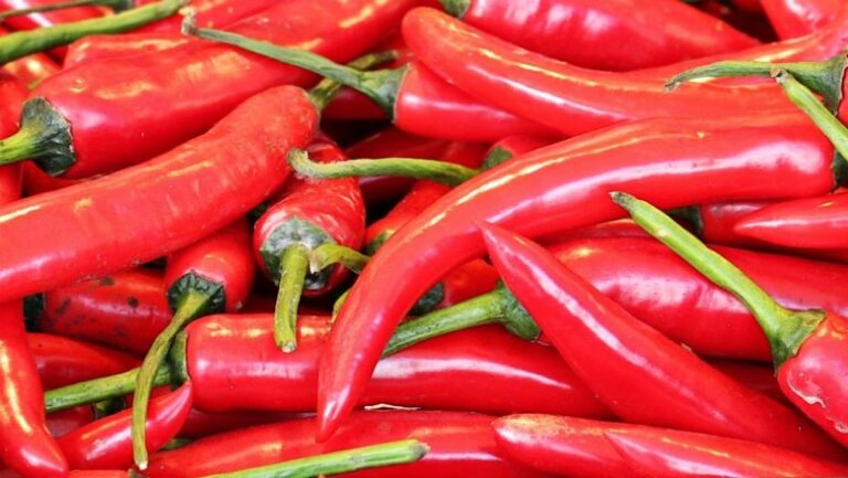 صورة المقالة