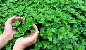 صورة المقالة