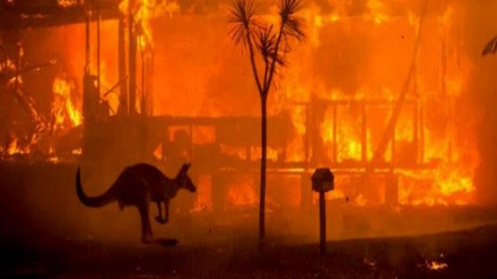 حرائق أستراليا تهدد بالقضاء على الكوالا والكنغر