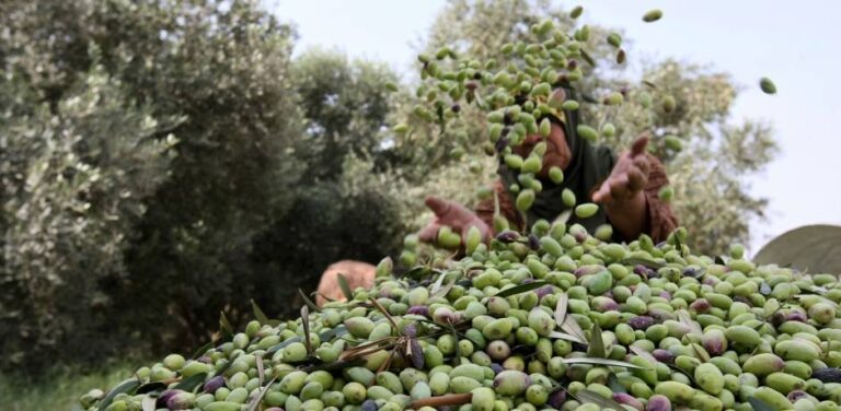 صورة المقالة