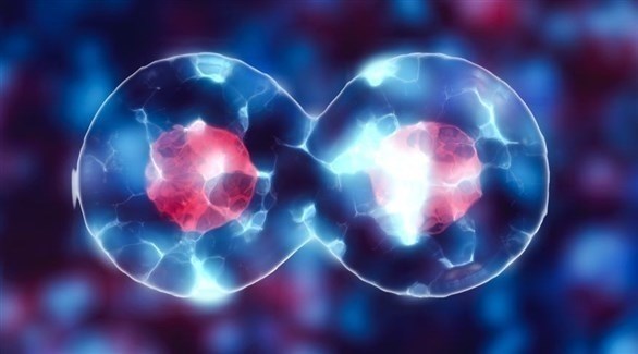 صورة المقالة