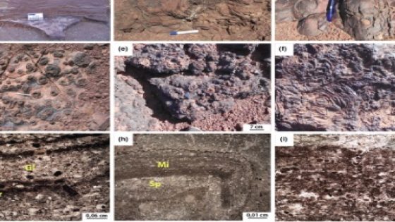 لأول مرة في المغرب .. اكتشاف كائنات مجهرية عمرها حوالي 570 مليون سنة