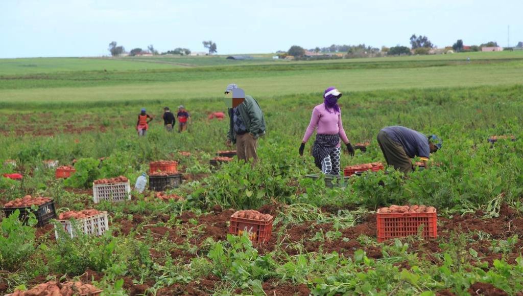 صورة المقالة