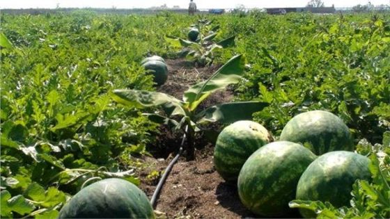 “أونسا” يكشف حقيقة زراعة بطيخ أحمر معدل جينيا بمنطقة زاكورة
