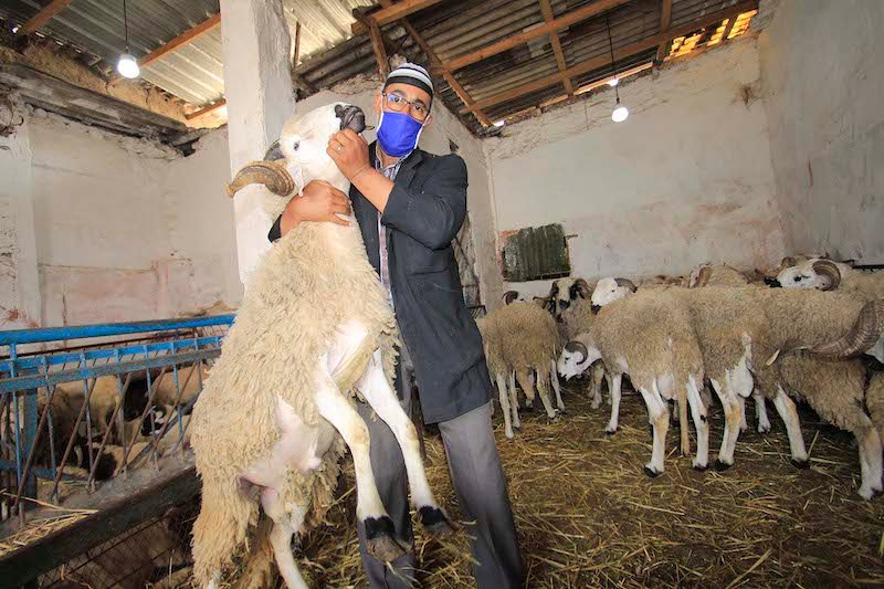 صورة المقالة