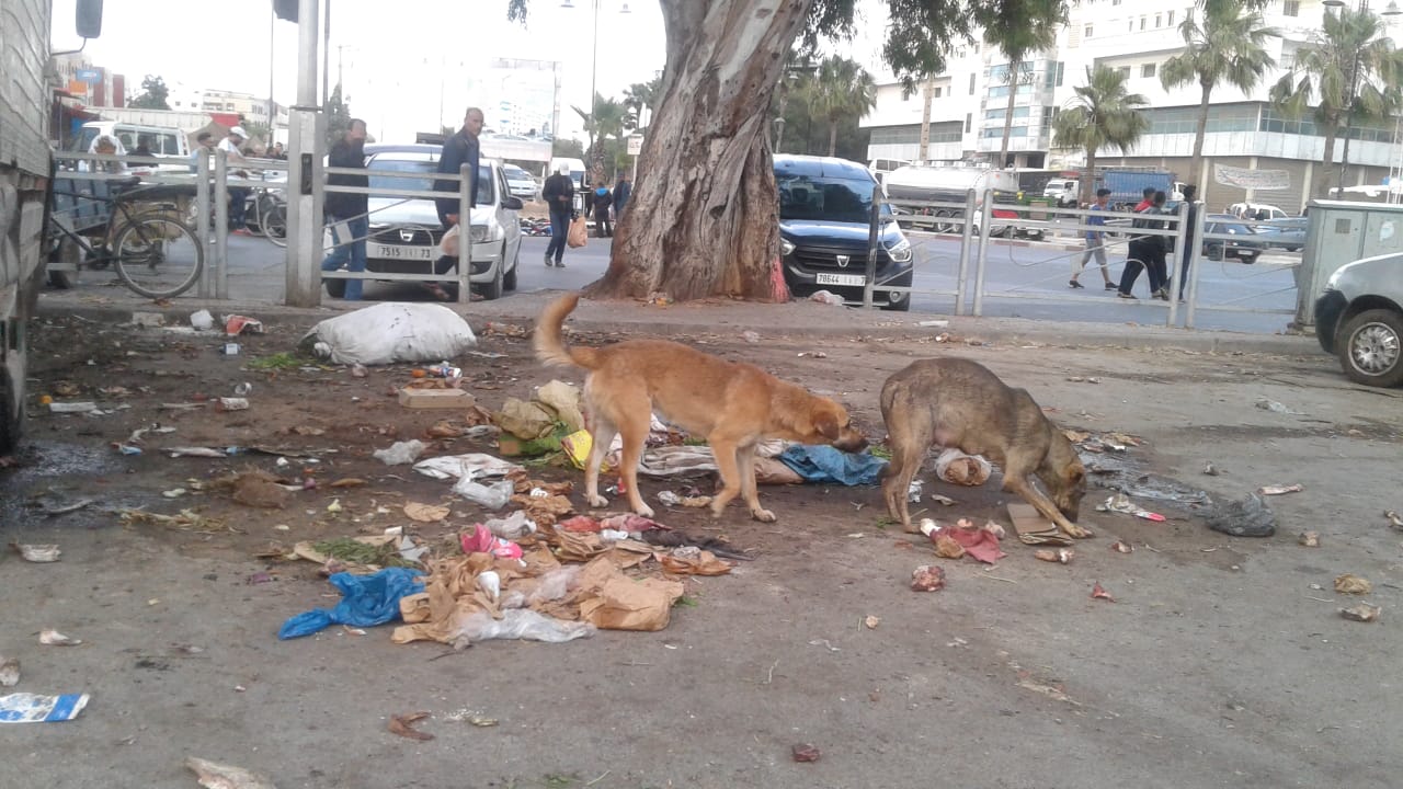 صورة المقالة