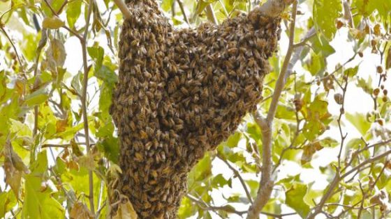ال”أونسا” تؤكد أن “اختفاء النحل” هو ظاهرة جديدة