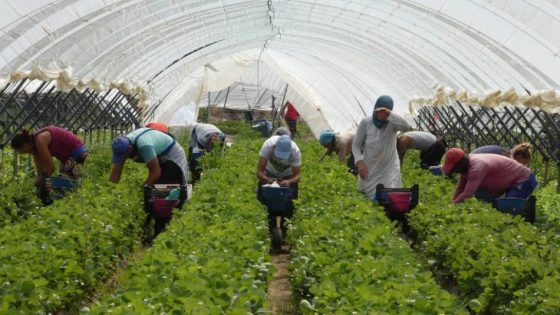 إسبانيا تستعد لاستقبال 12 ألف عاملة موسمية للاشتغال في حقول الفراولة