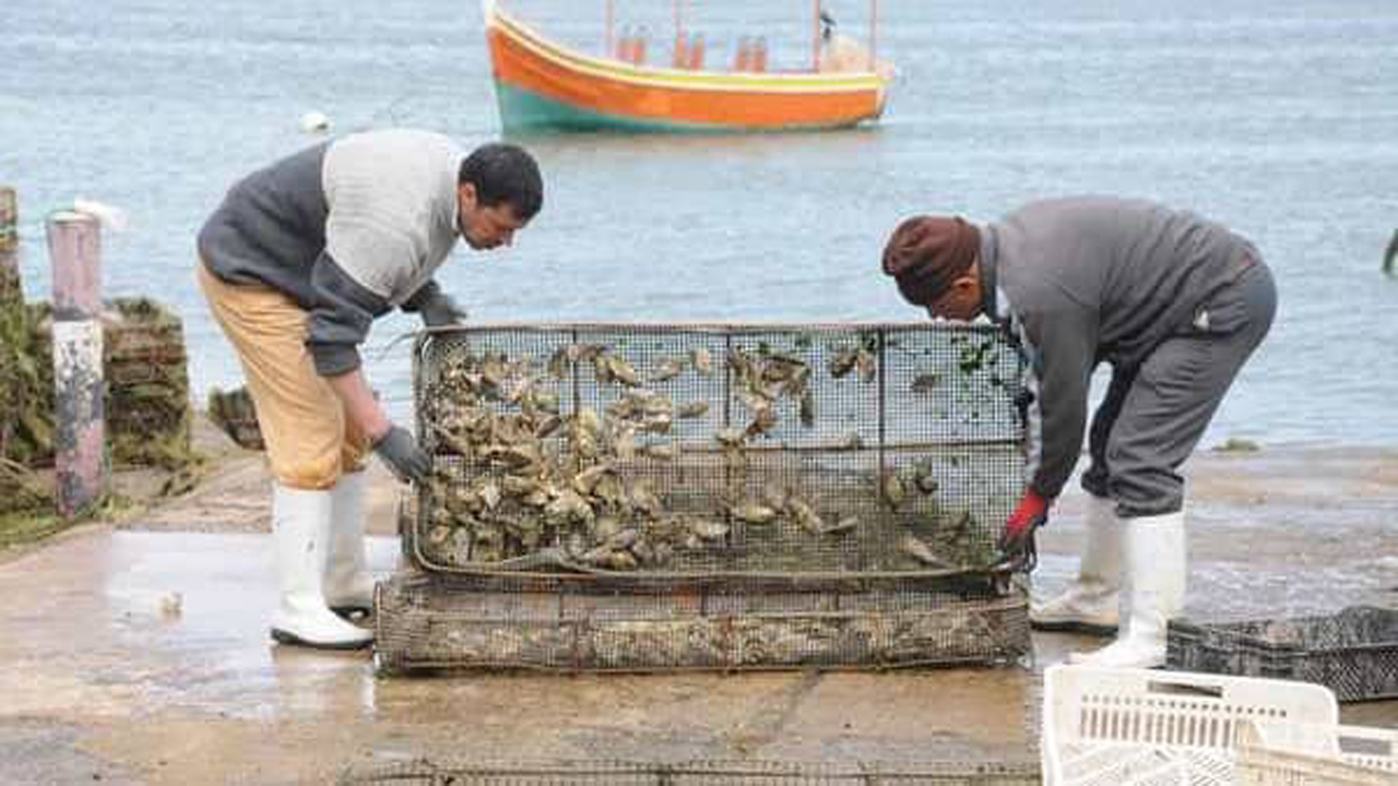 صورة المقالة