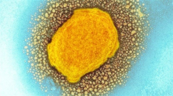 صورة المقالة