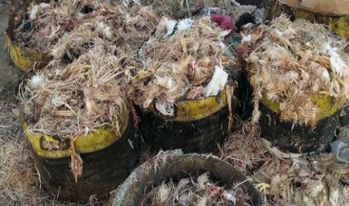 تزنيت..حجز كميات كبيرة من فضلات الدجاج موجهة لتعليف المواشي