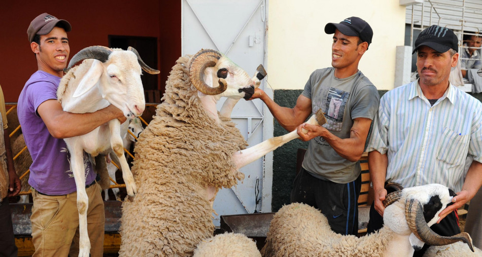 صورة المقالة