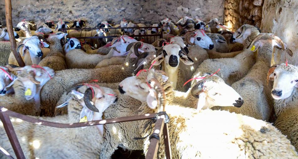 صورة المقالة