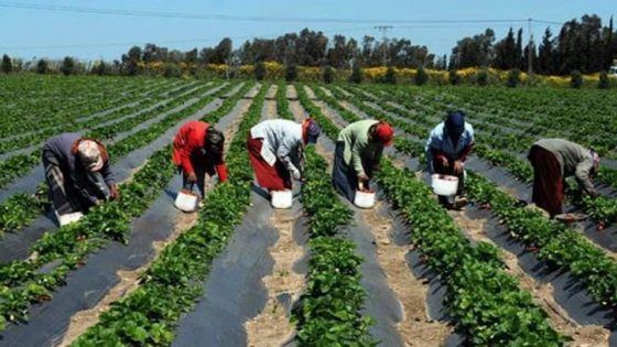 الاتحاد الأوروبي يخصص 115 مليون يورو لدعم قطاعي الفلاحة والغابات في المغرب