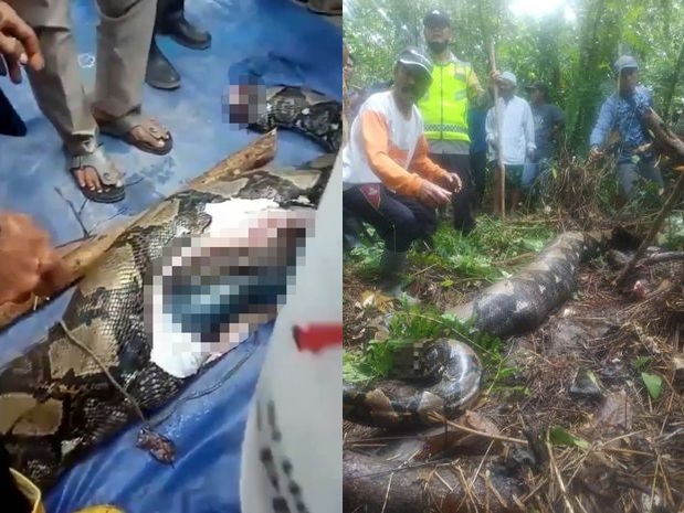 صورة المقالة