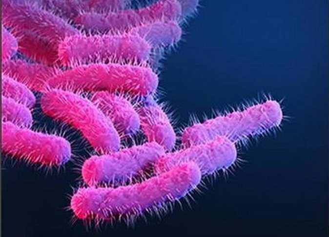 صورة المقالة