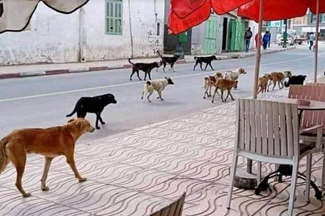 القبض على شخص قام بذبح «الكلاب وطهيها» بصفرو