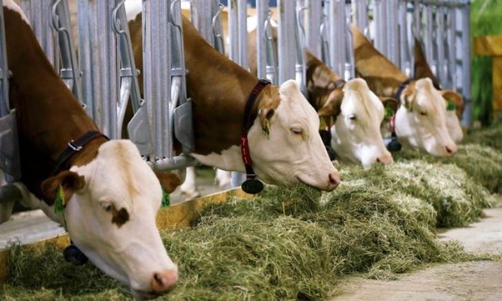رابطة حقوقية تطالب بالتحقيق في “الأبقار المستوردة من البرازيل”