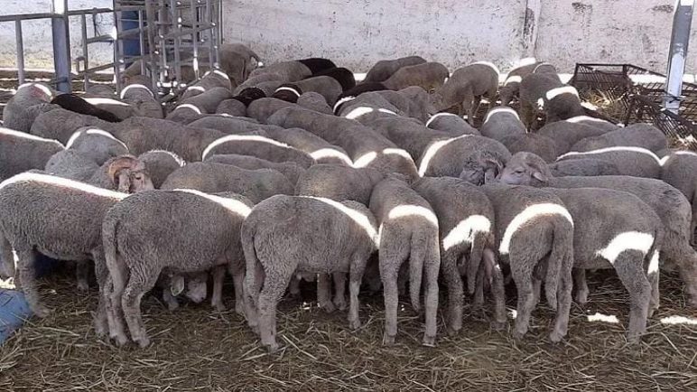 صورة المقالة