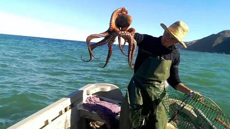 صورة المقالة