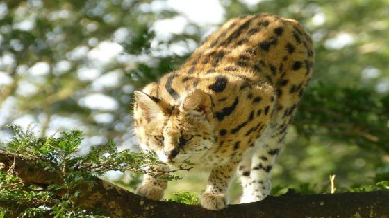 أصيلة.. العثور على “القط الأنمر أو البج” الذي شوهد بغابة السلوقية بطنجة