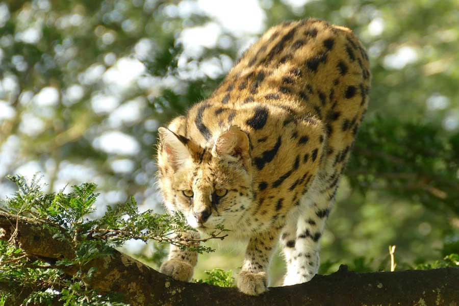 صورة المقالة