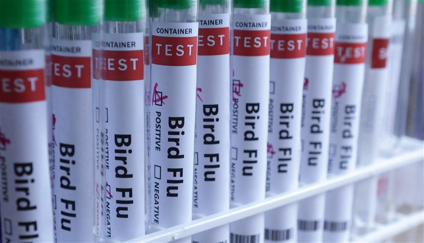 صورة المقالة