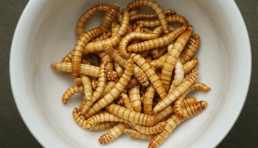 صورة المقالة