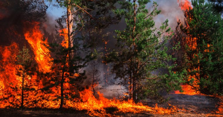 صورة المقالة