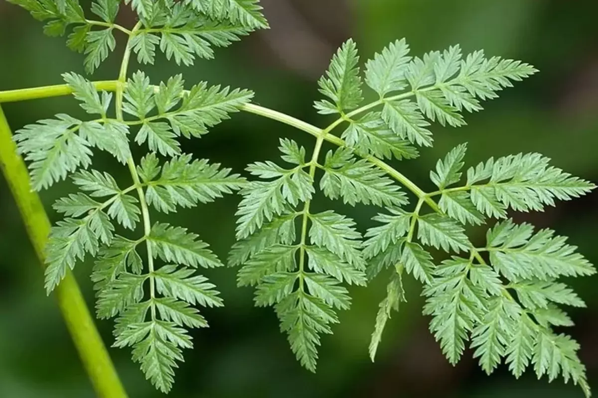 صورة المقالة