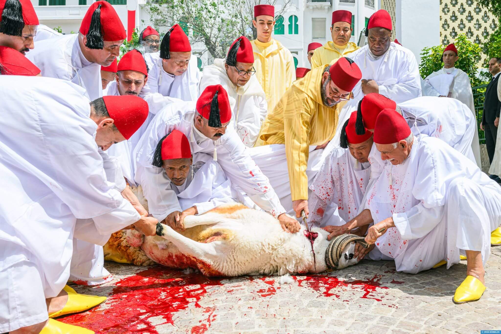 صورة المقالة