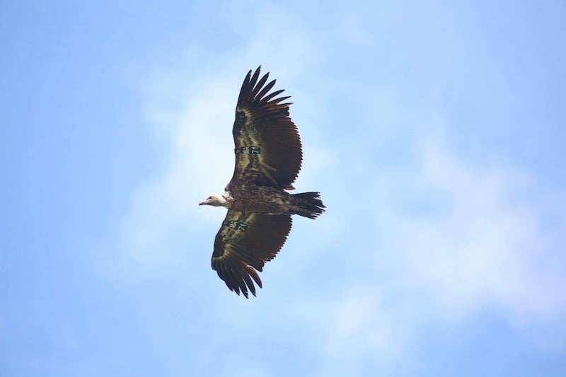 النسور الإفريقية: رحلة العودة المذهلة من أوروبا إلى شمال المغرب