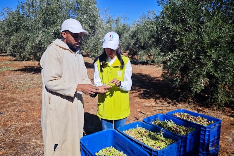 المثمر OCP يقود ثورة في زراعة الزيتون: مضاعفة الإنتاج في بني ملال عبر الفلاحة الذكية