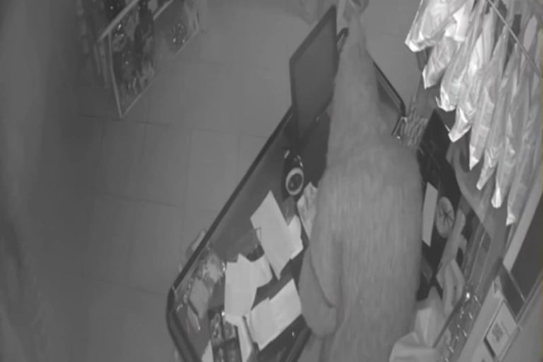 صورة المقالة