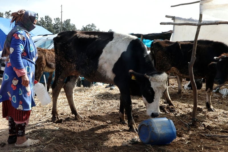 صرخة الكسابة: نقص الأعلاف للمتضررين من الفيضانات بالقنيطرة يهدد الثروة الحيوانية