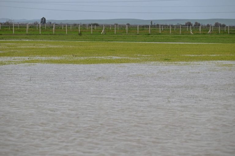 صورة المقالة