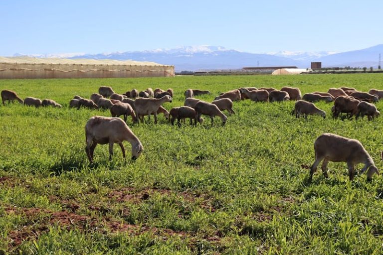 صورة المقالة