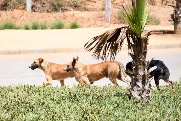 صورة المقالة