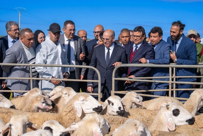المغرب يعزز استراتيجية حماية الثروة الحيوانية الوطنية لضمان الأمن الغذائي ودعم المربين
