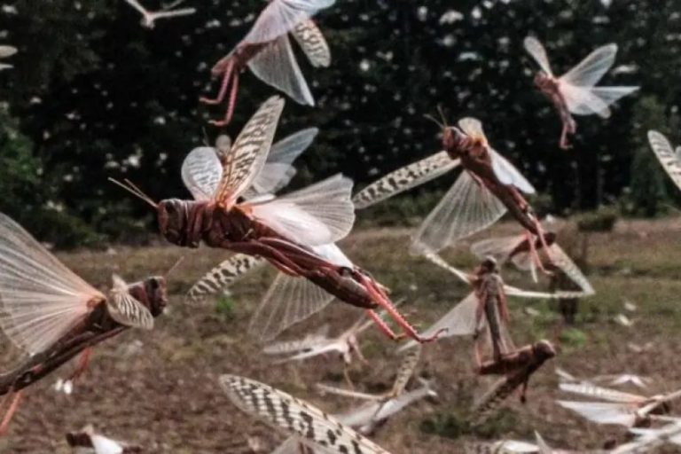 صورة المقالة