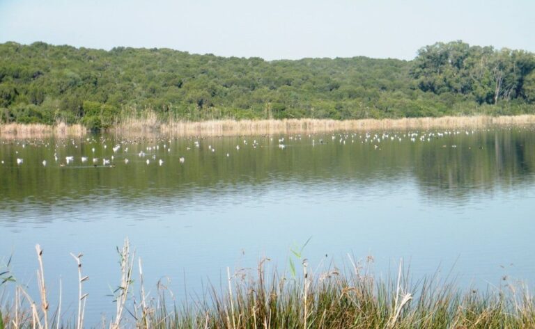 صورة المقالة