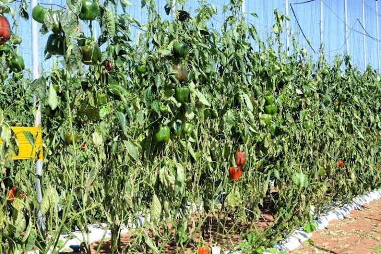 صورة المقالة