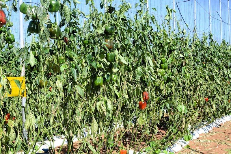 جهة سوس ماسة تشرع في جرد خسائر العاصفة الرملية بالضيعات الفلاحية