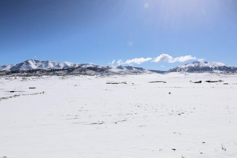 صورة المقالة