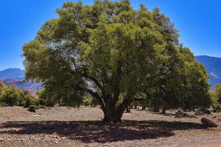 صورة المقالة