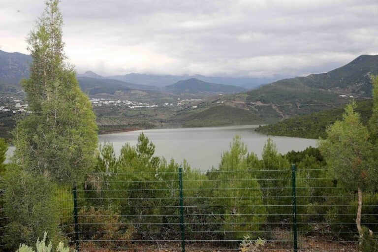 صورة المقالة